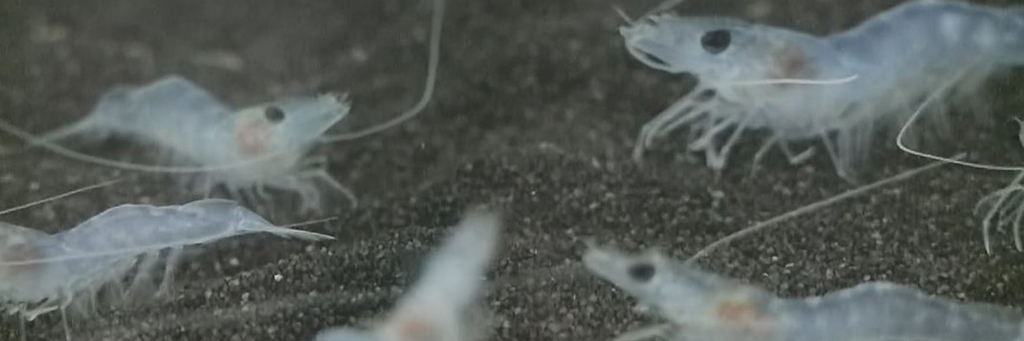 Ökobilanzierung der ersten Schweizer Shrimpproduktion