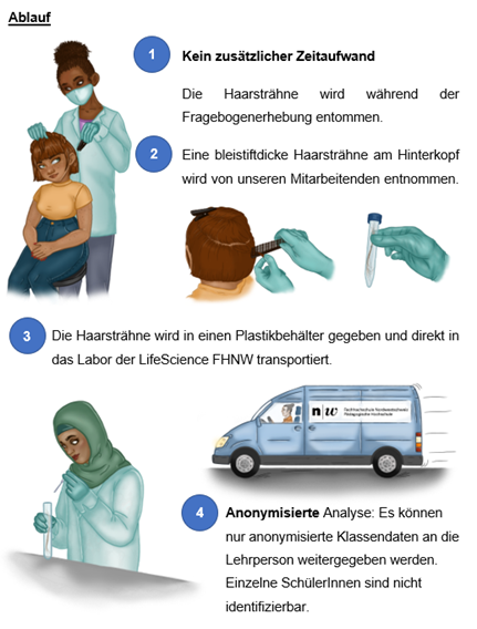 4 Schritte Anleitung zum Ablauf einer Haarprobenentnahme zur Cortisolmessung