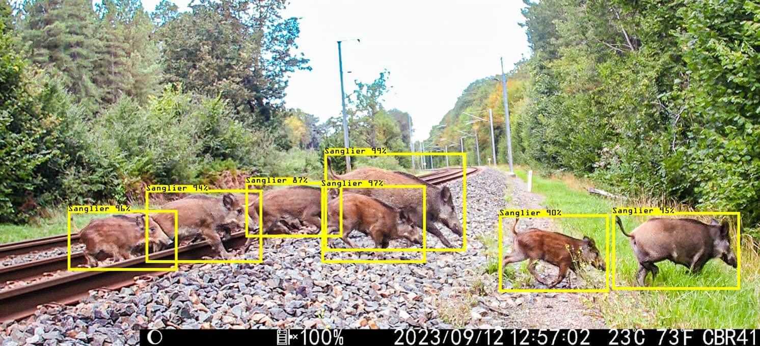 Das gleiche Bild der Rotte Wildschweine aus der Fotofalle. Die KI hat im Bild die einzelnen Wildschweine identifiziert und markiert, mit welcher Wahrscheinlichkeit es sich um ein Wildschwein handelt.