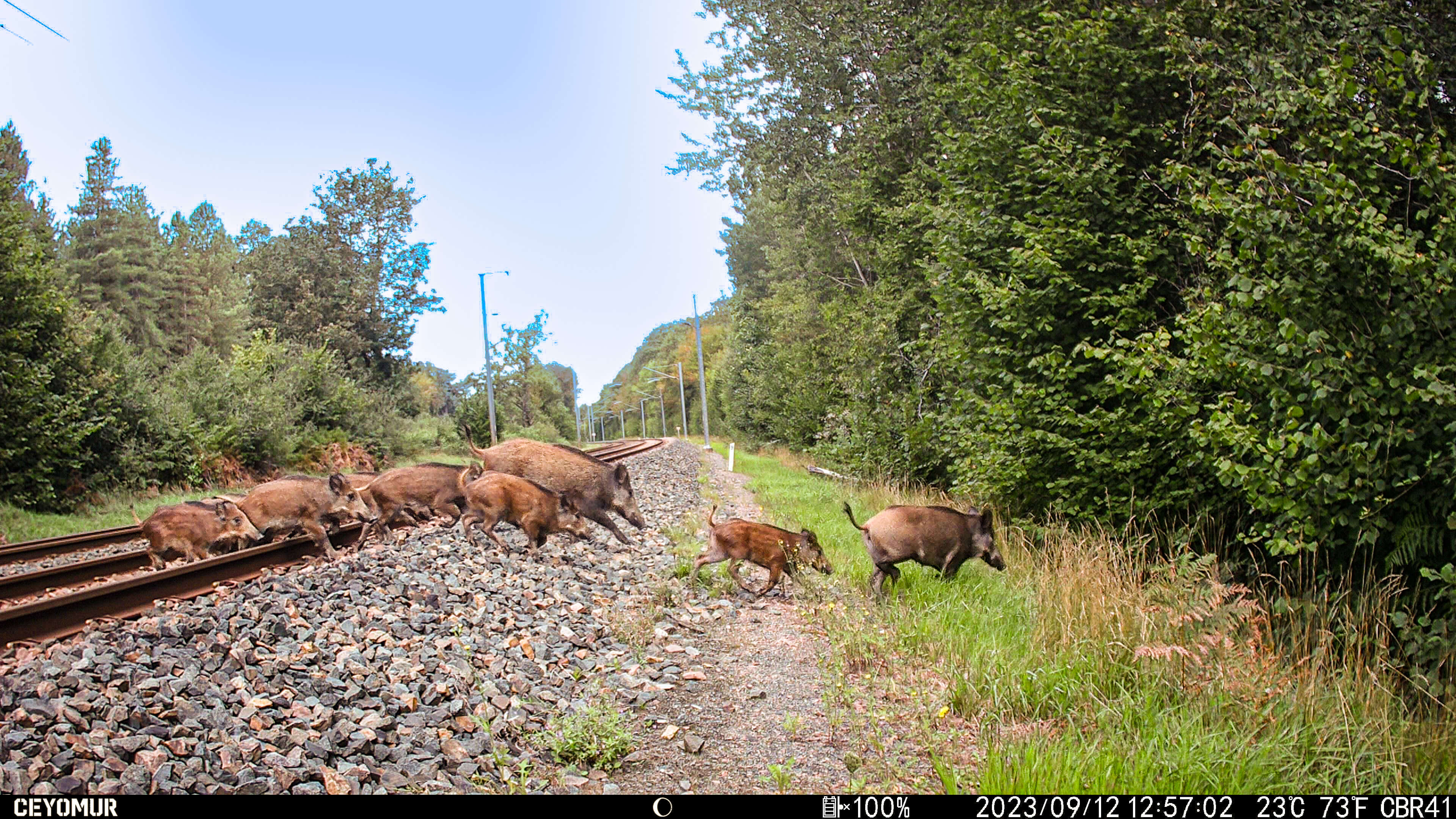Eine Rotte Wildschweine wird von einer Fotofalle erfasst, während sie über die Gleise laufen.